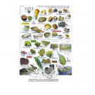 Plaquette immergeable recto/verso "Guide d’identification de 240 espèces méditerranéennes (poissons, crustacés, invertébrés"